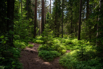 Mysterious path full of roots in the middle of wooden coniferous forrest, surrounded by green...