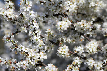 midland hawthorn bush  (crataegus monogyna)