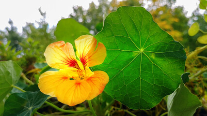 Close up yellow orange Tropaeolum majus,or Nasturtium,flower with leaf among green foliage,garden as backdrop.Horizontal,selective focus.Cottage core,country life concept,gardening.Flowerbed plant