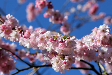 blossom on ornamental cherry tree (prunus cerrulata)