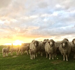 sheep and lambsat sunset.