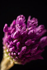 Beautiful Allium / abstract composition on black background