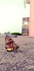 butterfly on the ground