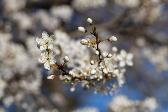 Cherry Plum blossom (Prunus Mume)