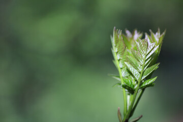 new leaves on ash tree (fraxiuns excelsior)