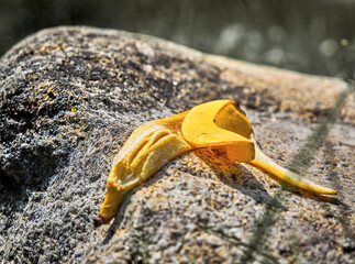 Carelessly discarded banana peel on a granite rock in nature, environmental pollution