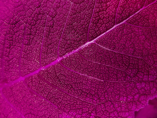 Plant leaf texture. Macro photography with natural patterns. Eco-friendly background for design.
