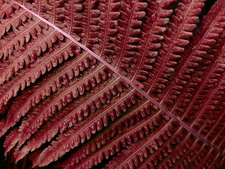 Fern plant leaves texture. Fresh and juicy grass with a natural pattern. Eco-friendly background for design. Macro photography