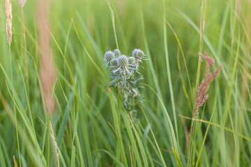 Prickly thistle pink flowers in the field.