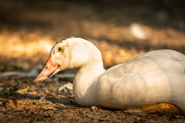 White duck sitting on the ground, profile portrait photo