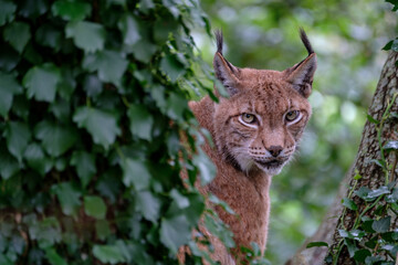 Fototapeta premium a close portrait of a lynx hidden in a tree