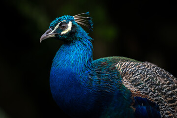 A portrait of a peacock with dark background and empty space