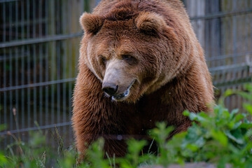 Obraz na płótnie Canvas a Close portrait of a brown bear in a zoo