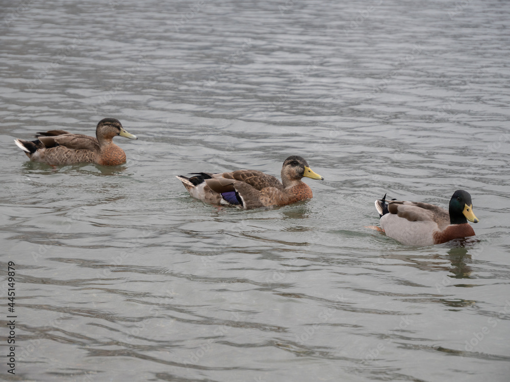 Poster group of funny mallards floating in the po