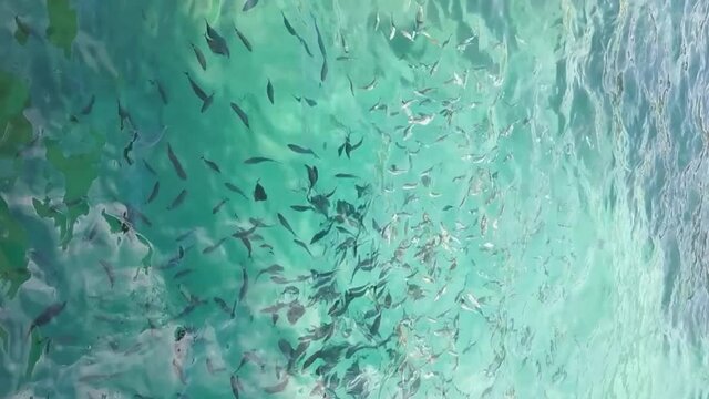 Small fish swim in the Adriatic Sea. Sea animals concept. Kusadasi, Turkey. HD