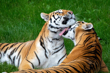 Closeup shot of tigers in the ZSL Whipsnade Zoo in England