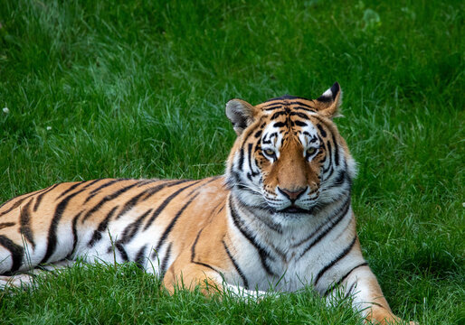 Closeup shot of a tiger in the ZSL Whipsnade Zoo in England