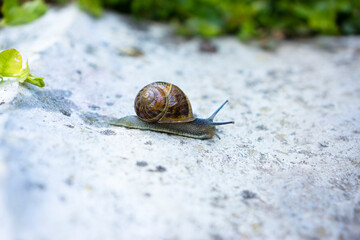 Weinbergschnecke auf einem geschmeidigen Ritt ins Grüne