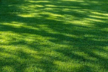 Clover lawn, view of a green lawn in spots from the sun for the background © IRINA NAZAROVA