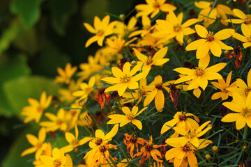 Coreopsis verticillata, whorled tickseed or thread leaf coreopsis flowers in a garden