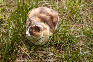 Fototapeta premium Playful cute cat of red white orange and gray colors is sitting on the ground. Pet outdoor close up concept with copy space.