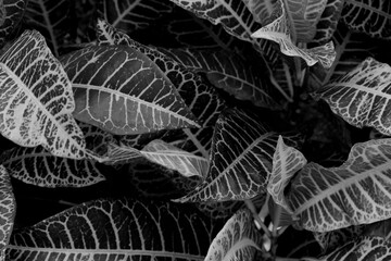 Grayscale closeup of striped leaves. Grayscale foliage.