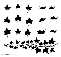 Black thin IVY liana grass leaves silhouettes isolated on white. Climbing thin plant. Autumn fallen field grass leaves. Stencil vector