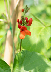 Closeup of runner bean flower