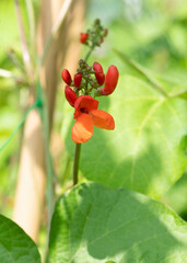 Obraz na płótnie Canvas Closeup of runner bean flower