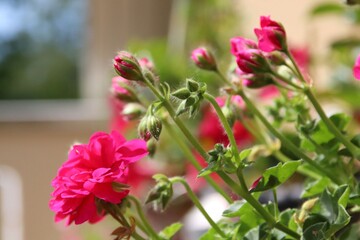 Beautiful, pink Scent Geranium, also called Pelargonium, growing in the garden. There are buds and flowers on the plant. Behind the plant, there is a yellow building. Selective focus.
