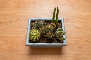 Metal pot with group of spiked cacti on oak colored background