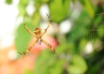 Dona Aranha alimentando-se