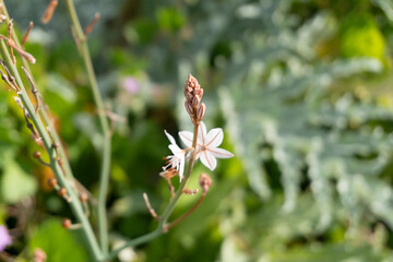 Macrofotografía planta