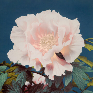 Peony vintage illustration artwork, remix from orginal photography.