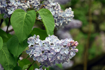 Lilac flowers in the garden