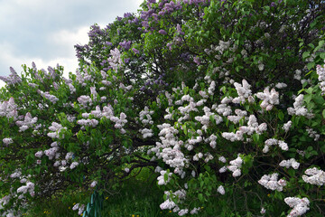 Lilac flowers in the meadow