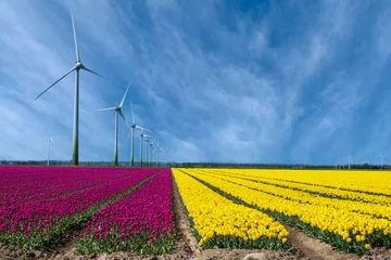 Fototapeten Windmills in a tulip field, Flevoland Province, Th Netherlands © Holland-PhotostockNL