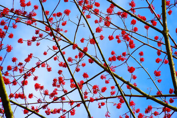 飯桐の花と青い空