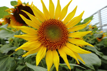 the beauty of sunflowers in a garden