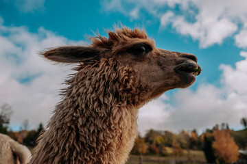 Fototapeta premium alpaca in the zoo