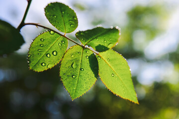 green rose leaves with raindrops