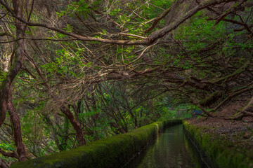 Fototapeta premium path in the forest