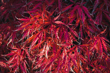 red autumnal japanese maple leaves, fall foliage background