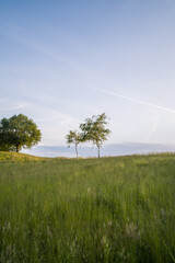 Zwei B&auml;ume im Sommer