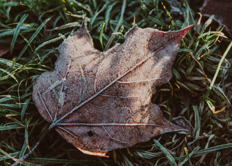 frozen maple foliage on a ground on a grass in early autumn morning