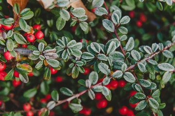 Red Cotoneaster berries and leaves covered with hoarfrost on a cold winters day