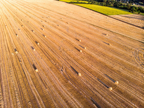 Aerial drone top scenic sunset view of many rolled hay bales on harvested golden wheat field at countryside against blue sky. Agricultural rural nature scene. Country farming landscape background