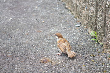 コンクリートの道路に佇む子雀