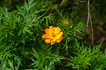 Close-up of orange Cosmos flower