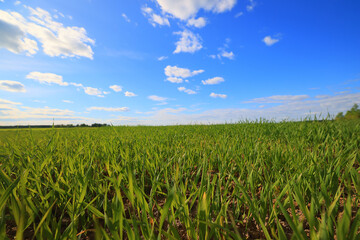 green grass fresh shoots wheat, green grass field summer background